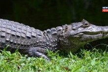 কঠিন প্রশ্ন! বলুন তো কোন প্রাণী খাওয়ার সময় কাঁদে? সেই কথায় আছে প্রবাদও... শুনলে অবাক হবেন