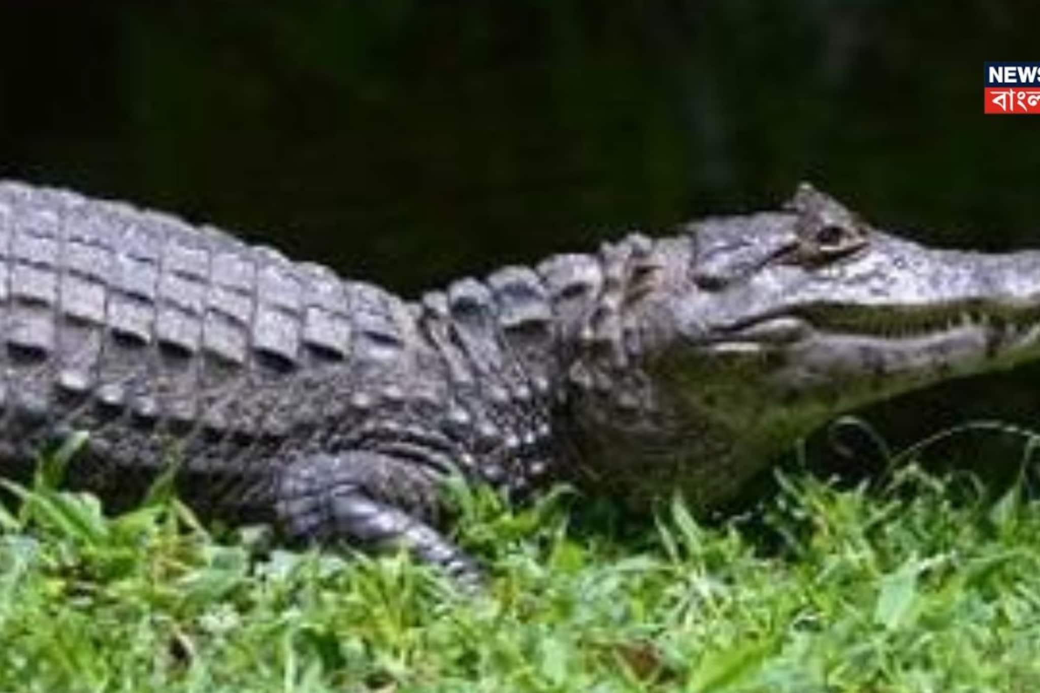 কঠিন প্রশ্ন! বলুন তো কোন প্রাণী খাওয়ার সময় কাঁদে? সেই কথায় আছে প্রবাদও... শুনলে অবাক হবেন কঠিন প্রশ্ন! বলুন তো কোন প্রাণী খাওয়ার সময় কাঁদে? সেই কথায় আছে প্রবাদও... শুনলে অবাক হবেন