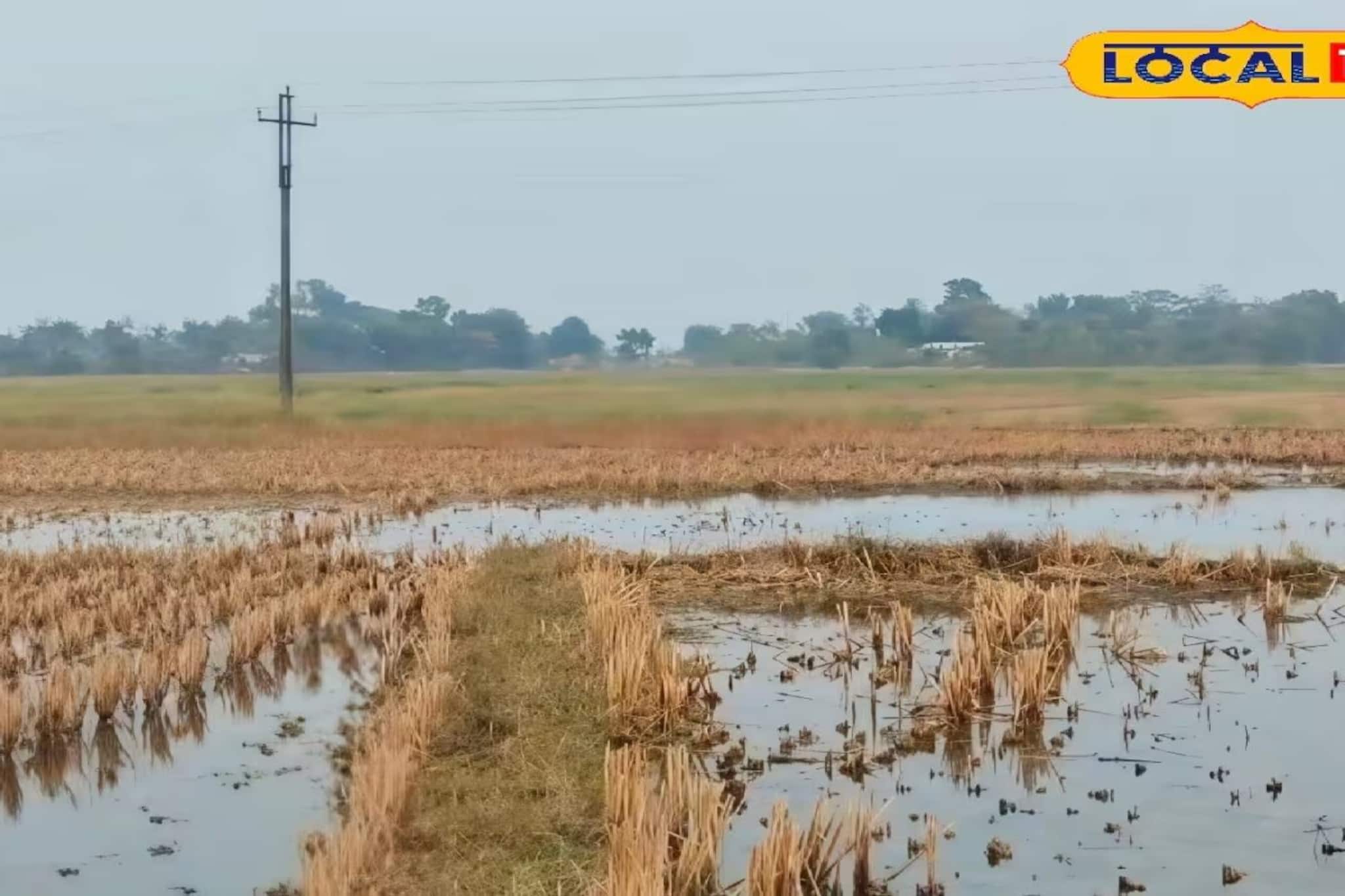 হিঙ্গলগঞ্জে নতুন স্লুইস গেটে ত্রুটি! নোনা জলে নষ্ট বিঘার পর বিঘা চাষ জমি, ফুঁসছেন চাষিরা