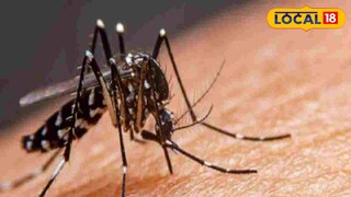 ডেঙ্গি মশা ডেঙ্গি মশা