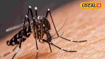 ডেঙ্গি মশা ডেঙ্গি মশা