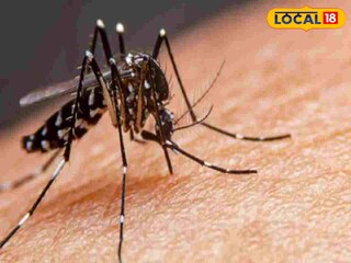 ডেঙ্গি মশা 