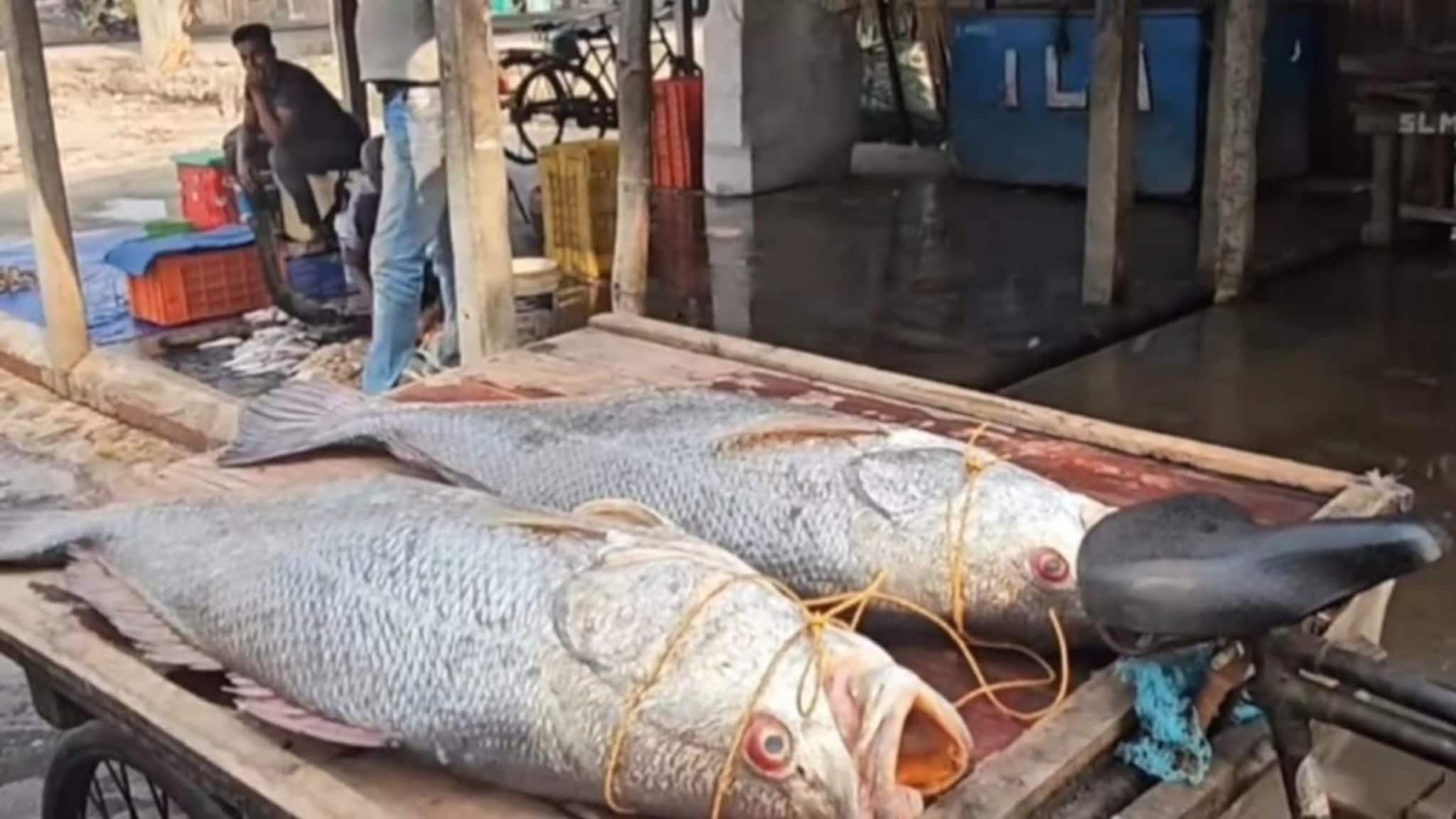 ৭৮০০ টাকা কেজি! দিঘা মোহনায় ফের মৎস্যজীবীদের লক্ষ্মীলাভ, ধরা পড়ল জোড়া তেলিয়া ভোলা