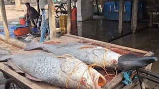 দিঘায় মৎস্যজীবীদের জালে জোড়া তেলিয়া ভোলা৷ দিঘায় মৎস্যজীবীদের জালে জোড়া তেলিয়া ভোলা৷