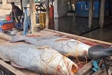 Digha: ৭৮০০ টাকা কেজি! দিঘা মোহনায় ফের মৎস্যজীবীদের লক্ষ্মীলাভ, ধরা পড়ল জোড়া তেলিয়া ভোলা