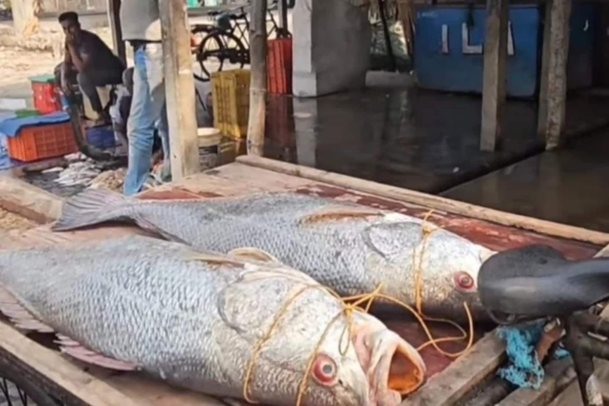 ৭৮০০ টাকা কেজি! দিঘা মোহনায় ফের মৎস্যজীবীদের লক্ষ্মীলাভ, ধরা পড়ল জোড়া তেলিয়া ভোলা