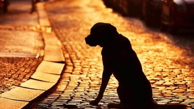 Beloved Pet 'Tuntuni' Missing: Bardhaman Family Offers Reward for Its Return