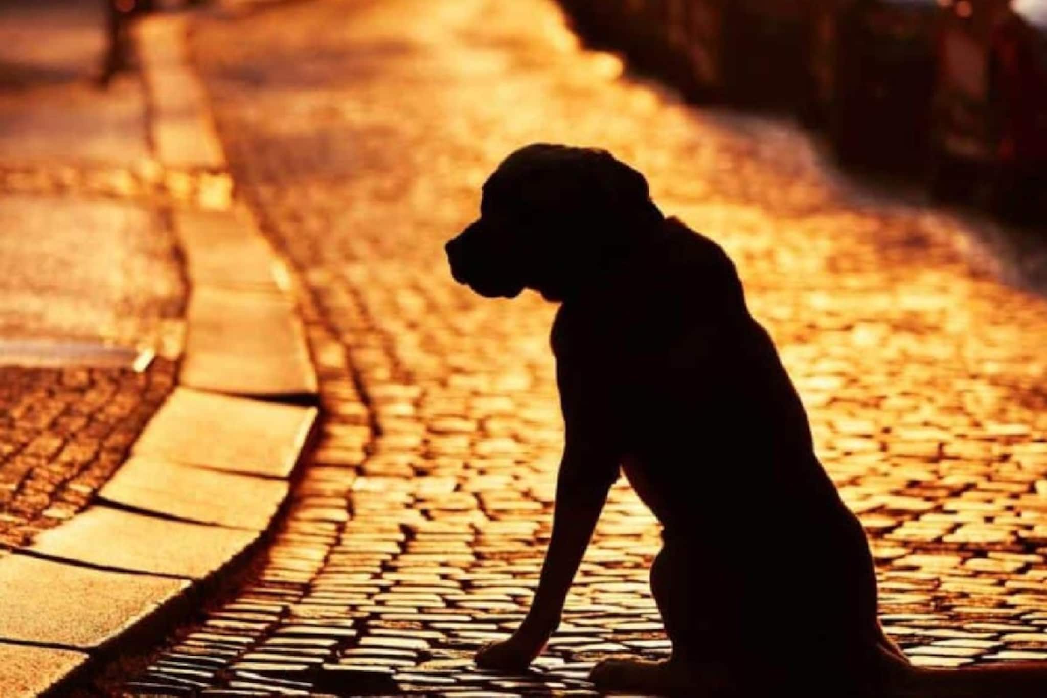 নিখোঁজ প্রিয় 'টুনটুনি'! উৎকন্ঠায় দিন কাটছে গোটা পরিবারের, থানায় ডায়েরি... নিখোঁজ প্রিয় 'টুনটুনি'! উৎকন্ঠায় দিন কাটছে গোটা পরিবারের, থানায় ডায়েরি...