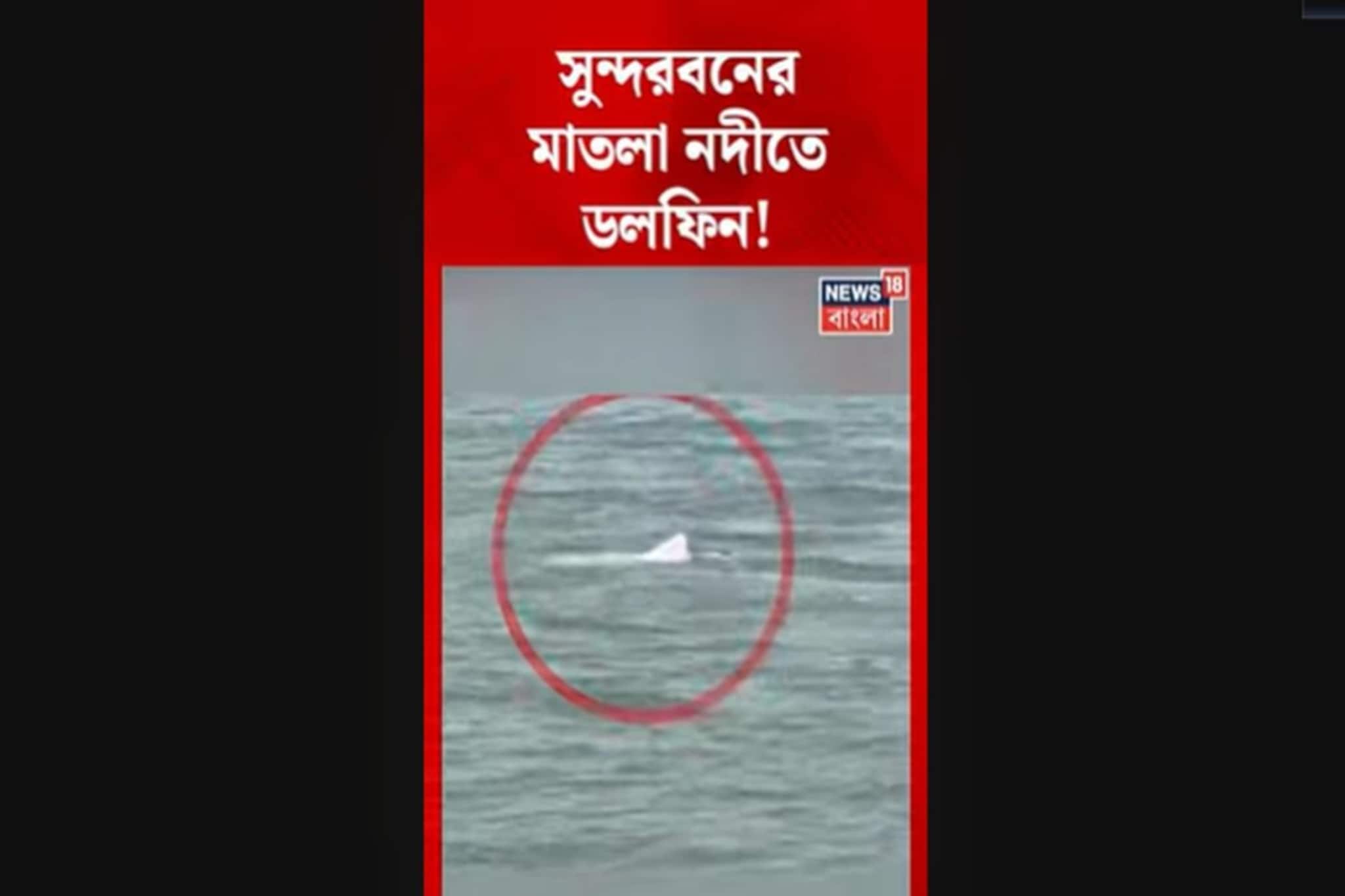 সুন্দরবনের মাতলা নদীতে Dolphin!