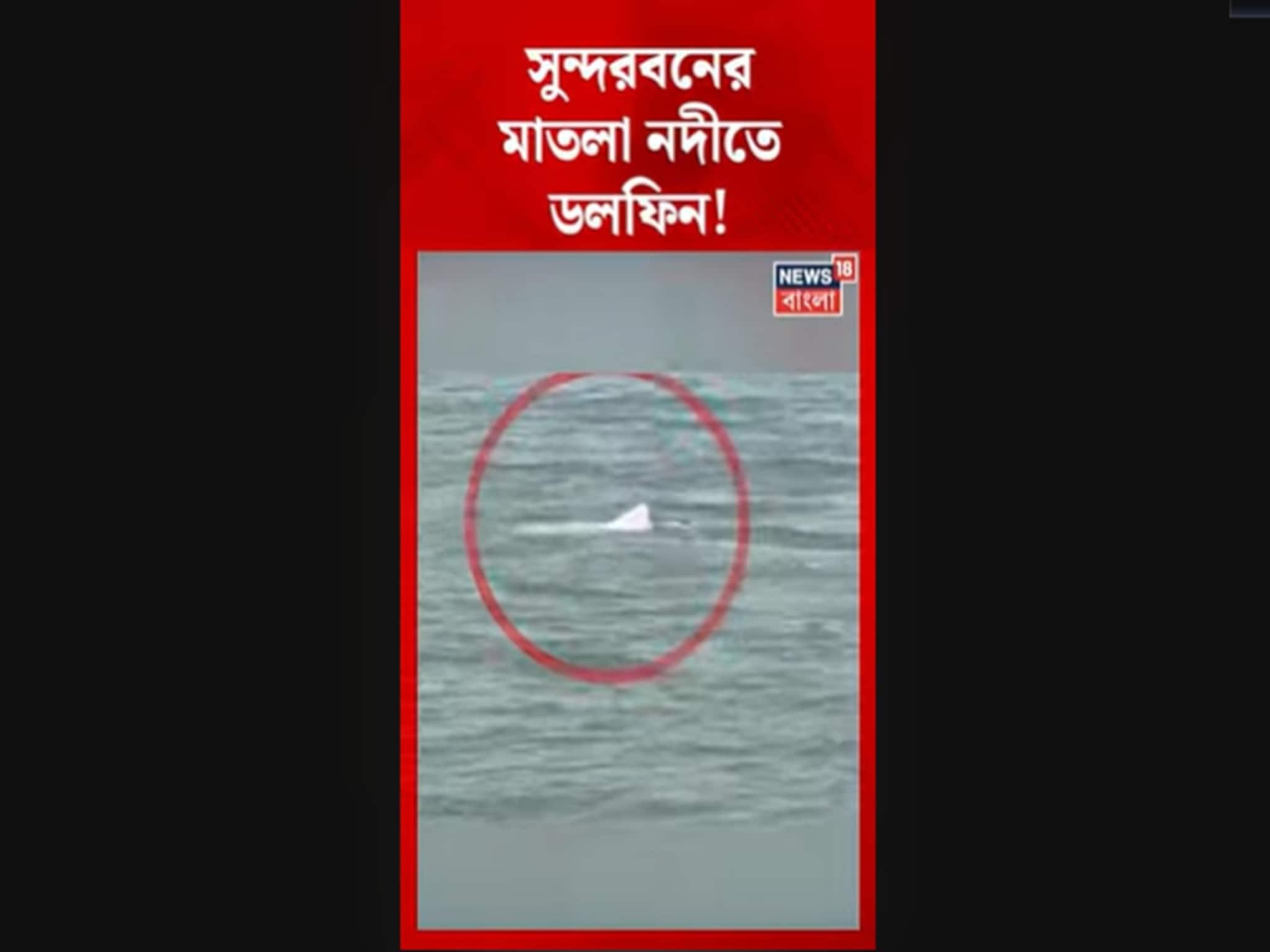 সুন্দরবনের মাতলা নদীতে Dolphin!