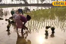 East Bardhaman News: গোবিন্দভোগের সাফল্যে মন ভরলেও, ভরছে না পকেট! গর্বের সঙ্গেই বর্ধমানের চাষিদের গলায় আক্ষেপের সুর, জানালেন একাধিক কারণ