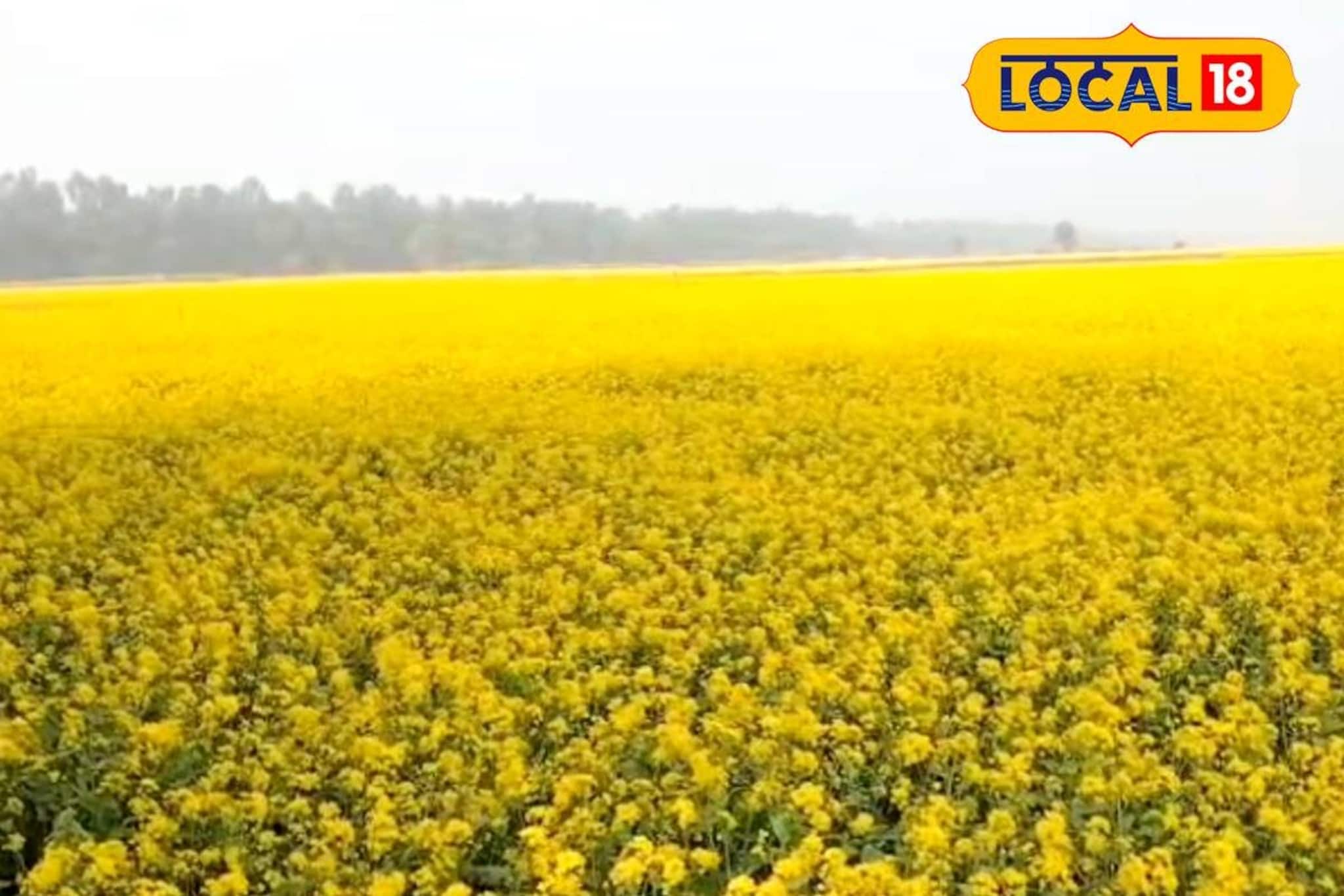 নদী না শস্যক্ষেত বোঝা দায়! মেদিনীপুরে নদীর বুকেই ফলছে সরষে-কপি-শশা