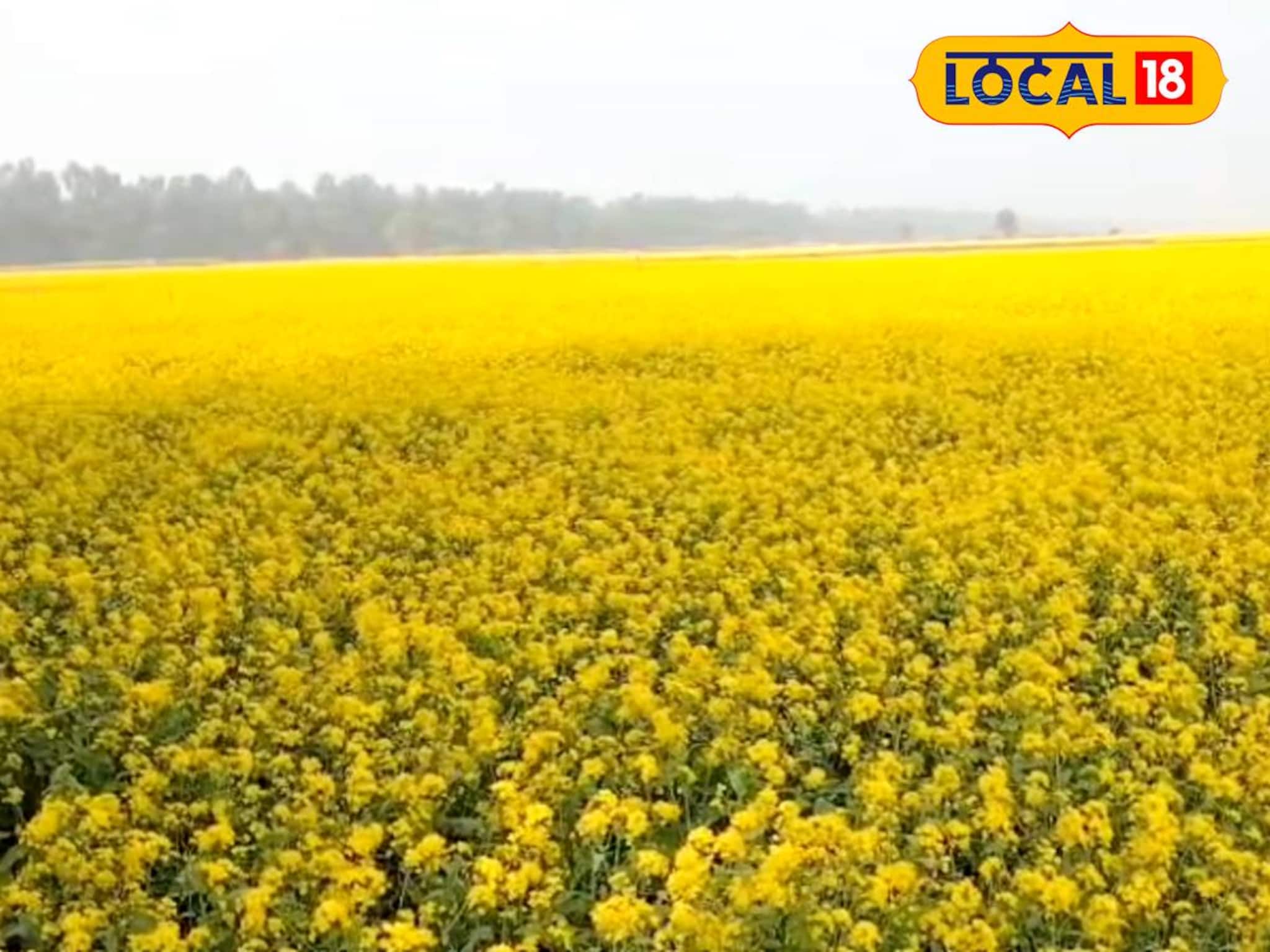 নদী না শস্যক্ষেত বোঝা দায়! মেদিনীপুরে নদীর বুকেই ফলছে সরষে-কপি-শশা