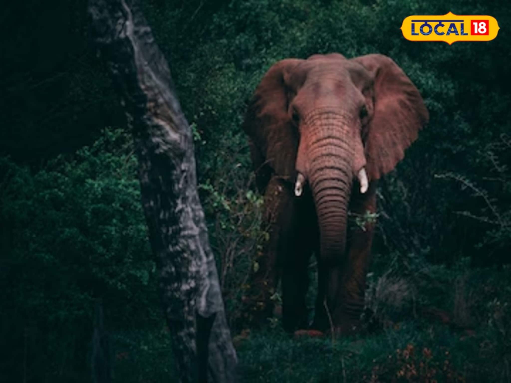 রাতের অন্ধকারে দ্বারকেশ্বর নদ পেরিয়ে জমিতে হাতির দল! পঞ্চাশ বিঘার ফসল ধূলিসাৎ