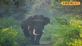 দাঁতালদের দখলে মুজনাই, কবজা জমিয়েছে চা বাগানে! বন দফতরের শত চেষ্টাতেও কমছে না হাতির হানা
