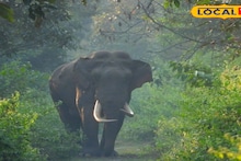 Alipurduar News: দাঁতালদের দখলে মুজনাই, কবজা জমিয়েছে চা বাগান! বন দফতরের শত চেষ্টাতেও কমছে না হাতির হানা, চিন্তায় বীরপাড়া