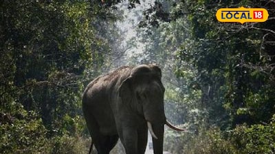 হাতি প্রতীকী ছবি 