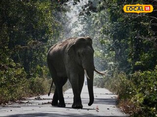 হাতি প্রতীকী ছবি 