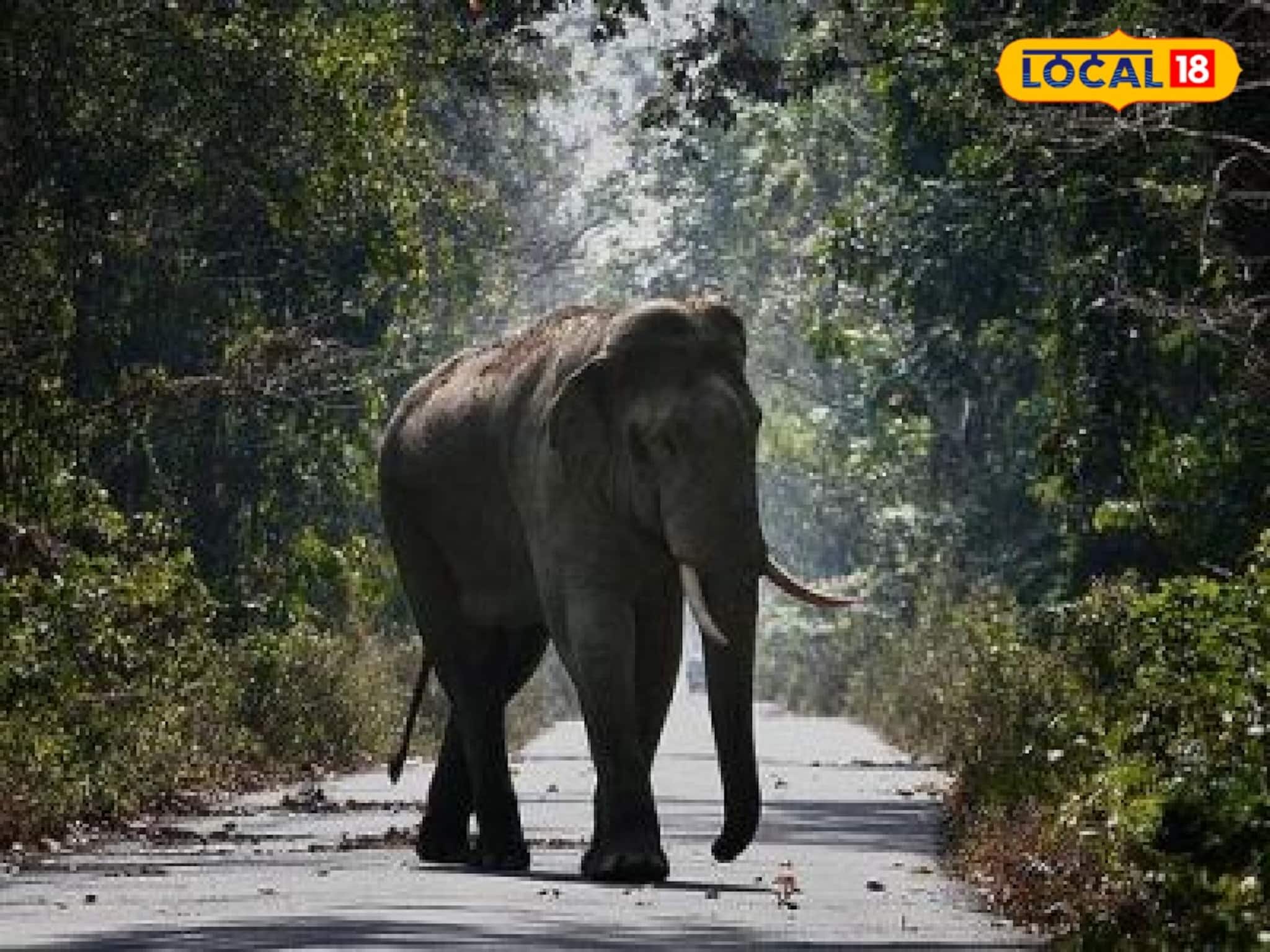 ভরসন্ধ্যায় শহরের বুকে দিগ্বিদিক শূন্য হয়ে ছুটছে জোড়া হাতি! আতঙ্কে সহস্র আর্তনাদ