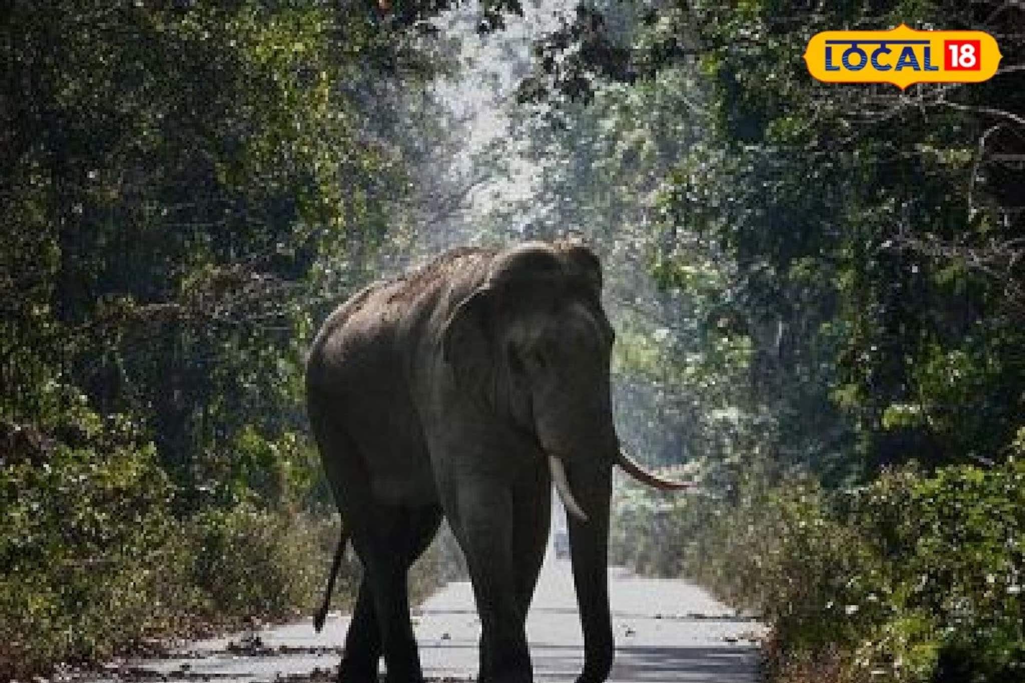 শুঁড় দিয়ে পেঁচিয়ে তুলে আছাড়! ভোররাতে গড়বেতায় দলছুট হাতির তাণ্ডব, গুরুতর আহত ২