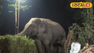 চা বাগানের ম্যানেজারের বাংলোয় হাতির হানা চা বাগানের ম্যানেজারের বাংলোয় হাতির হানা