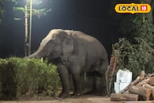Elephant Attack: গভীর রাতে চা বাগানের ম্যানেজারের বাংলোয় হাতির হানা! উপড়ে নিয়ে গেল ২টি কলা গাছ, আতঙ্ক শ্রমিক মহল্লায়