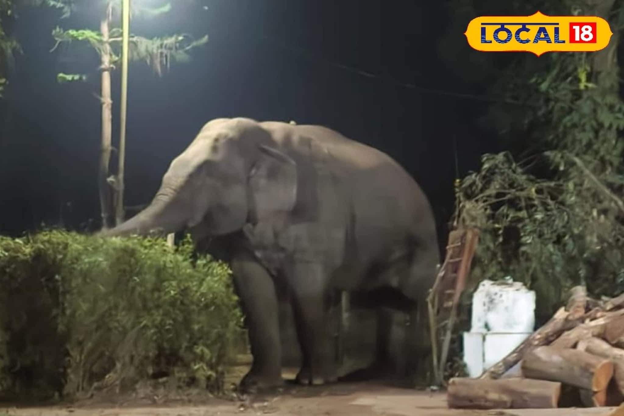 গভীর রাতে চা বাগানের ম্যানেজারের বাংলোয় হাতির হানা! উপড়ে নিয়ে গেল কলা গাছ