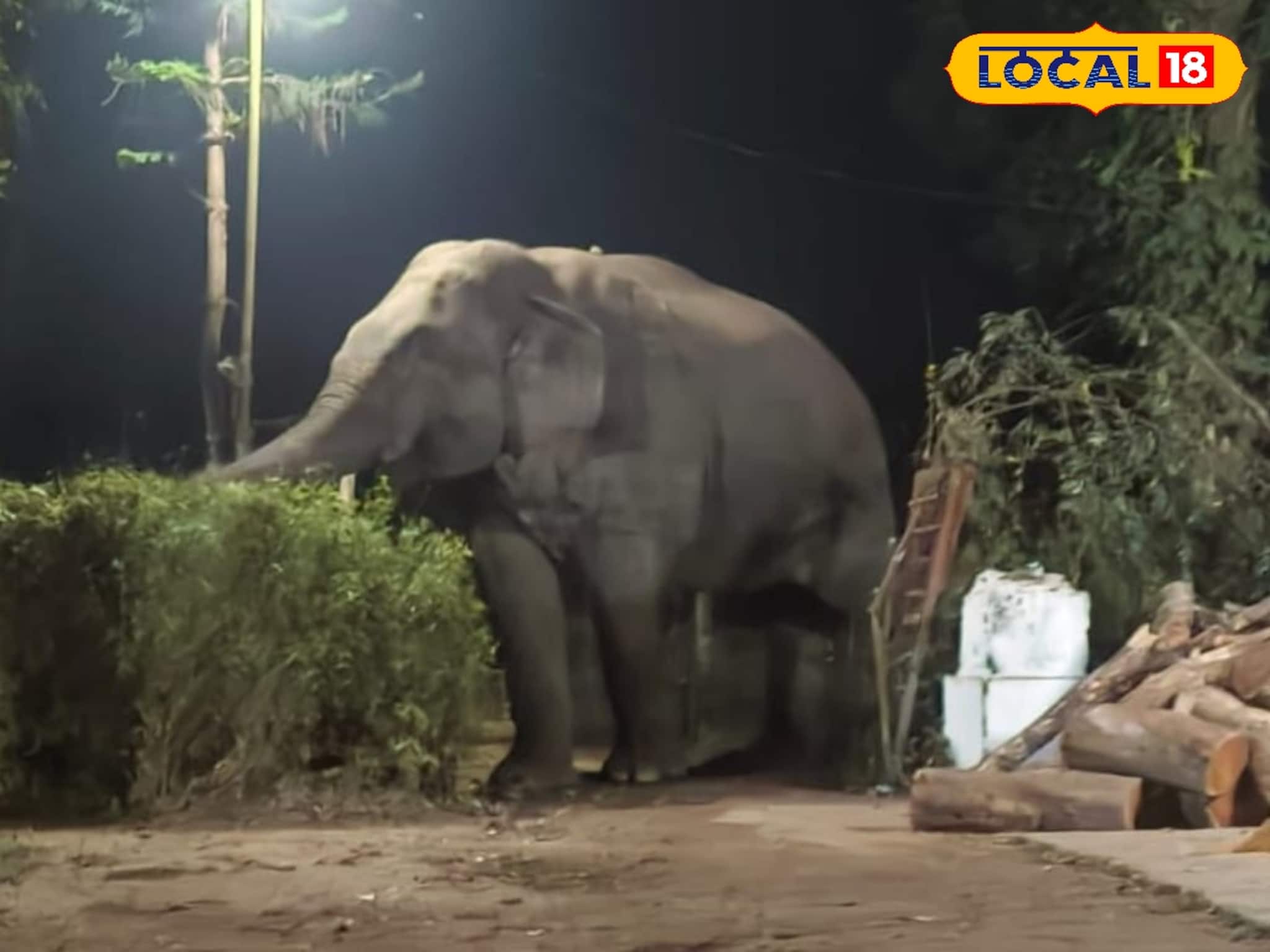 গভীর রাতে চা বাগানের ম্যানেজারের বাংলোয় হাতির হানা! উপড়ে নিয়ে গেল কলা গাছ