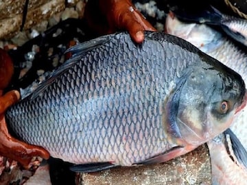 মাছের সঙ্গে পেটে আঁশ চলে গেছে? এতে কী হয় জানেন? উত্তর শুনলে চমকে যাবেন! অবিশ্বাস্য