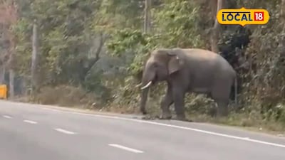 আলিপুরদুয়ারের রাস্তায় ফ্রেন্ডলি হাতি