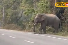 Friendly Elephant: বিকেল হলেই ১০ মিনিট ওয়াক! আলিপুরদুয়ারের রাস্তায় 'ফ্রেন্ডলি হাতি', আদুরে স্বভাব দেখে সবার মন গলে জল
