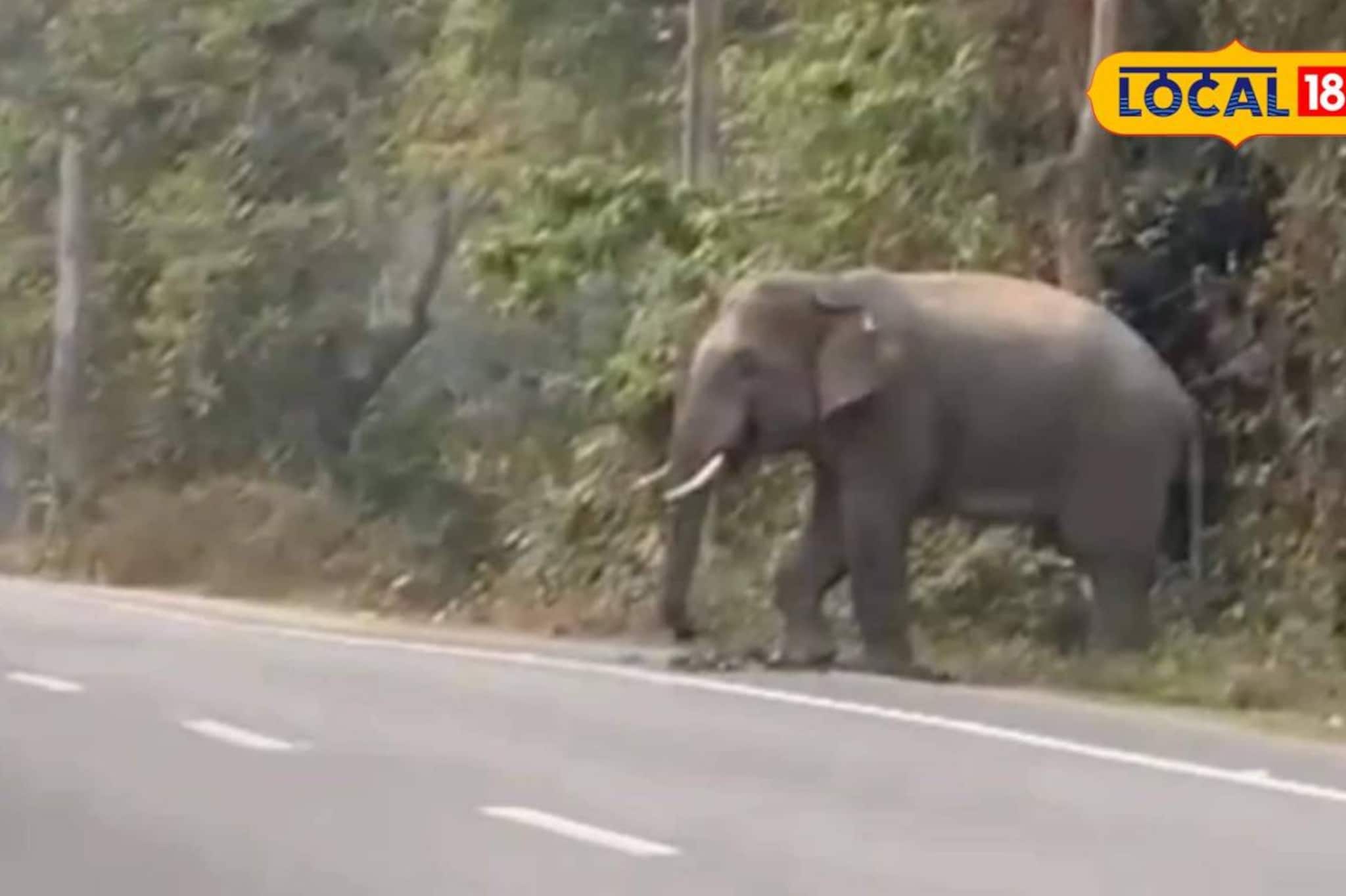 বিকেল হলেই ১০ মিনিট ওয়াক! আলিপুরদুয়ারের রাস্তায় 'ফ্রেন্ডলি হাতি'