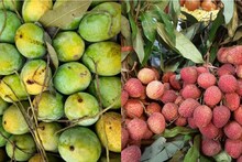 Agriculture News: গরমে গাছ ভরবে আম, লিচুতে! এই পদ্ধতিগুলো মানলেই কেল্লাফতে