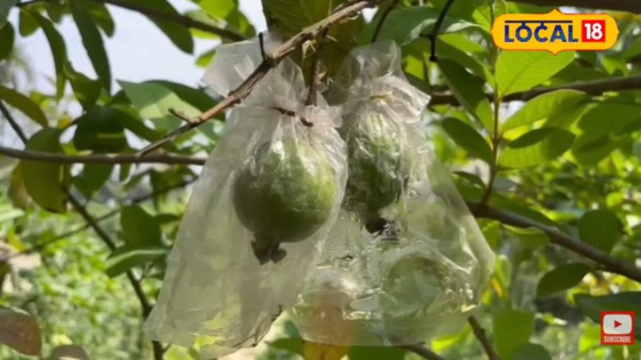 অল্প টাকা ইনভেস্ট করে অনেক আয় করতে চান? তাহলে বিশেষ এই পেয়ারা চাষ খুলে দিতে পারে আপনার ভাগ্য
