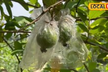 অল্প টাকা ইনভেস্ট করে অনেক আয় করতে চান? তাহলে বিশেষ এই পেয়ারা চাষ খুলে দিতে পারে আপনার ভাগ্য