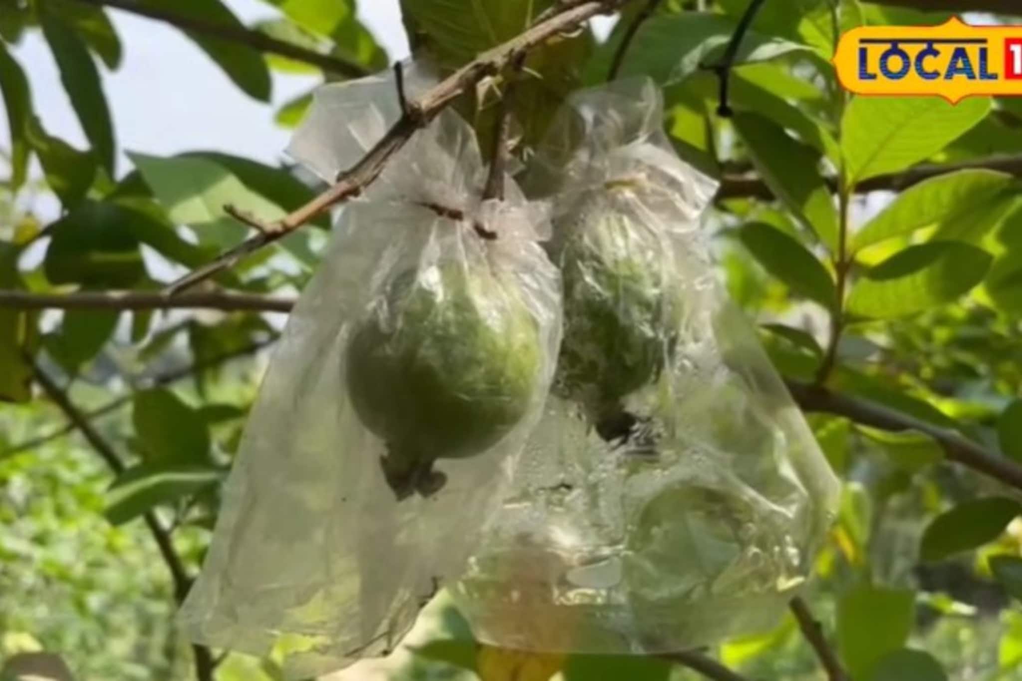 অল্প টাকা ইনভেস্ট করে অনেক আয় করতে চান? বিশেষ এই পেয়ারা চাষ খুলে দিতে পারে আপনার ভাগ্য