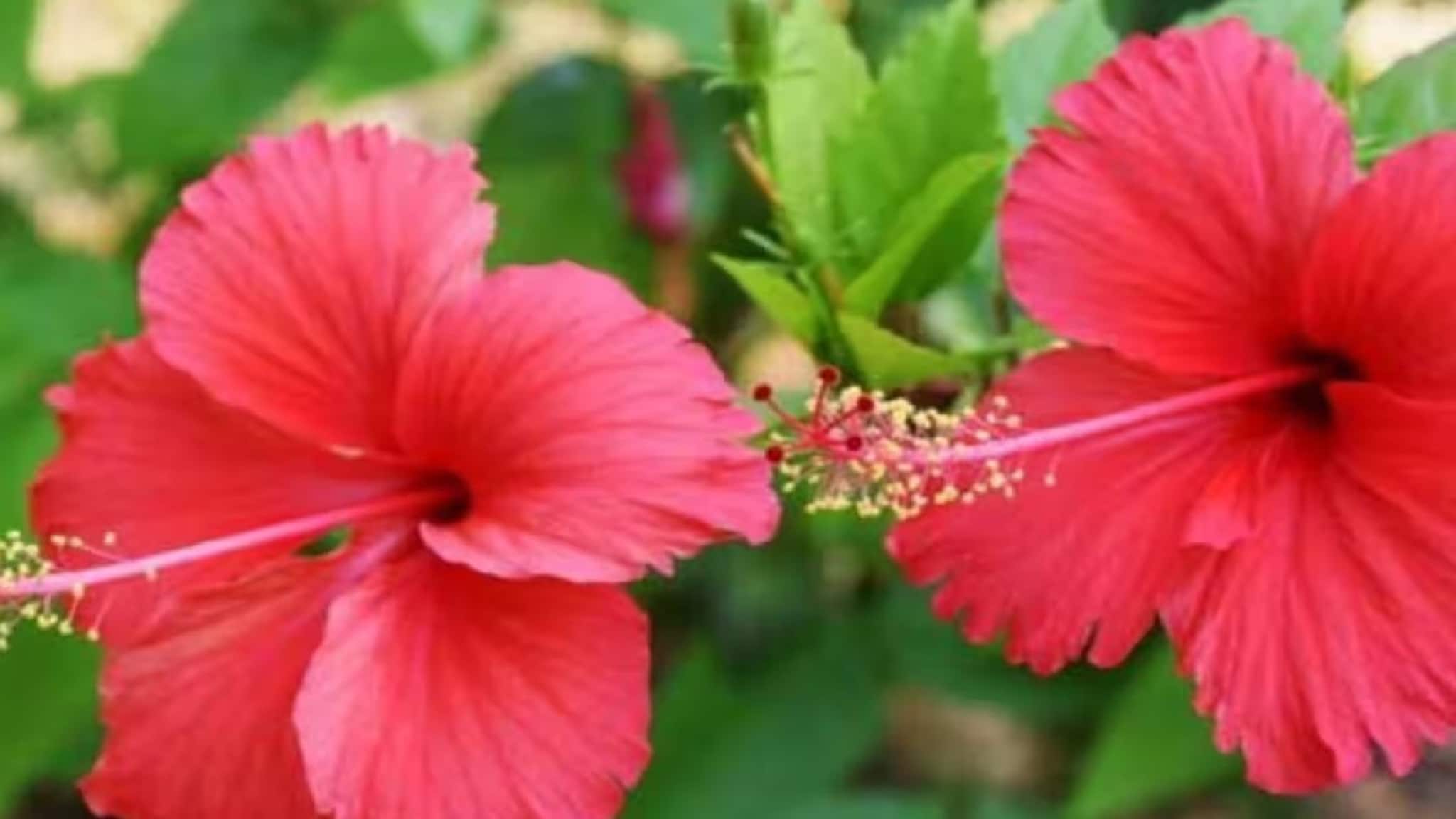 Hibiscus Gardening Tips: ফেব্রুয়ারিতেই গাছের গোড়ায় দিন ৫ টাকার 'ফলের খোসা', সারাবছর হাজার হাজার জবায় ভরবে গাছ, মোক্ষম কৌশল জানালেন বাগান বিশেষজ্ঞ
