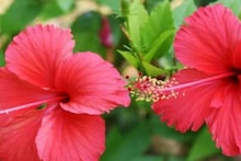 Hibiscus Gardening Tips: ফেব্রুয়ারিতেই গাছের গোড়ায় দিন ৫ টাকার 'ফলের খোসা', সারাবছর হাজার হাজার জবায় ভরবে গাছ, মোক্ষম কৌশল জানালেন বাগান বিশেষজ্ঞ