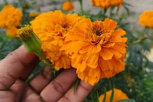 Marigold Plant Care: শীত কমতেই শুকাতে শুরু করেছে গাঁদাফুল, গাছ? ফের তাজা ফুল ফুটবে পুরনো, শুকনো গাছেই, ৪ সহজ কৌশল মানলেই কেল্লাফতে