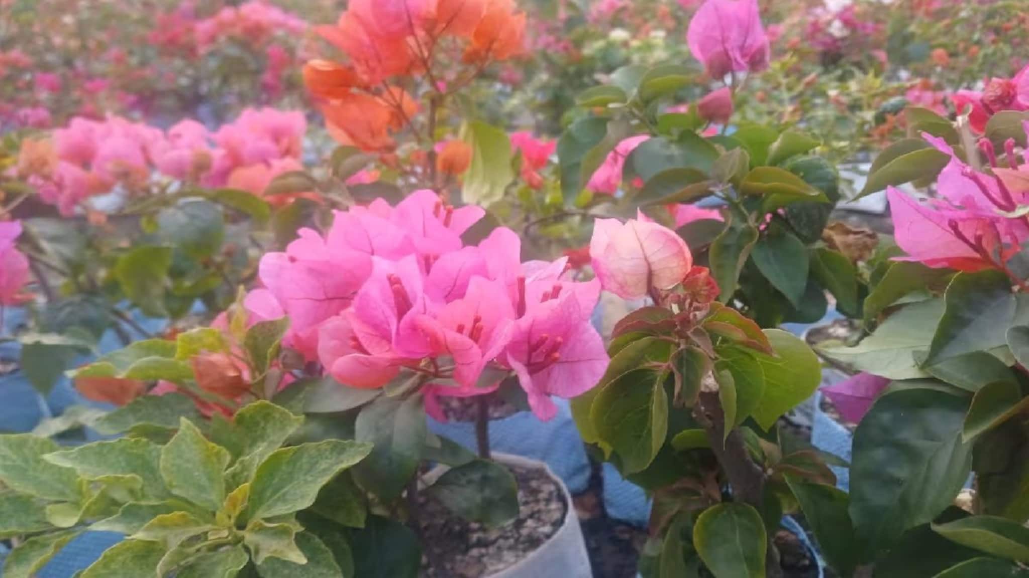 গরমের শুরু থেকে বাগান ভরবে ফুলে,'বাগান বিলাস' নার্সারিতে এখন হট কেক!পরিচর্যার পদ্ধতি জানুন