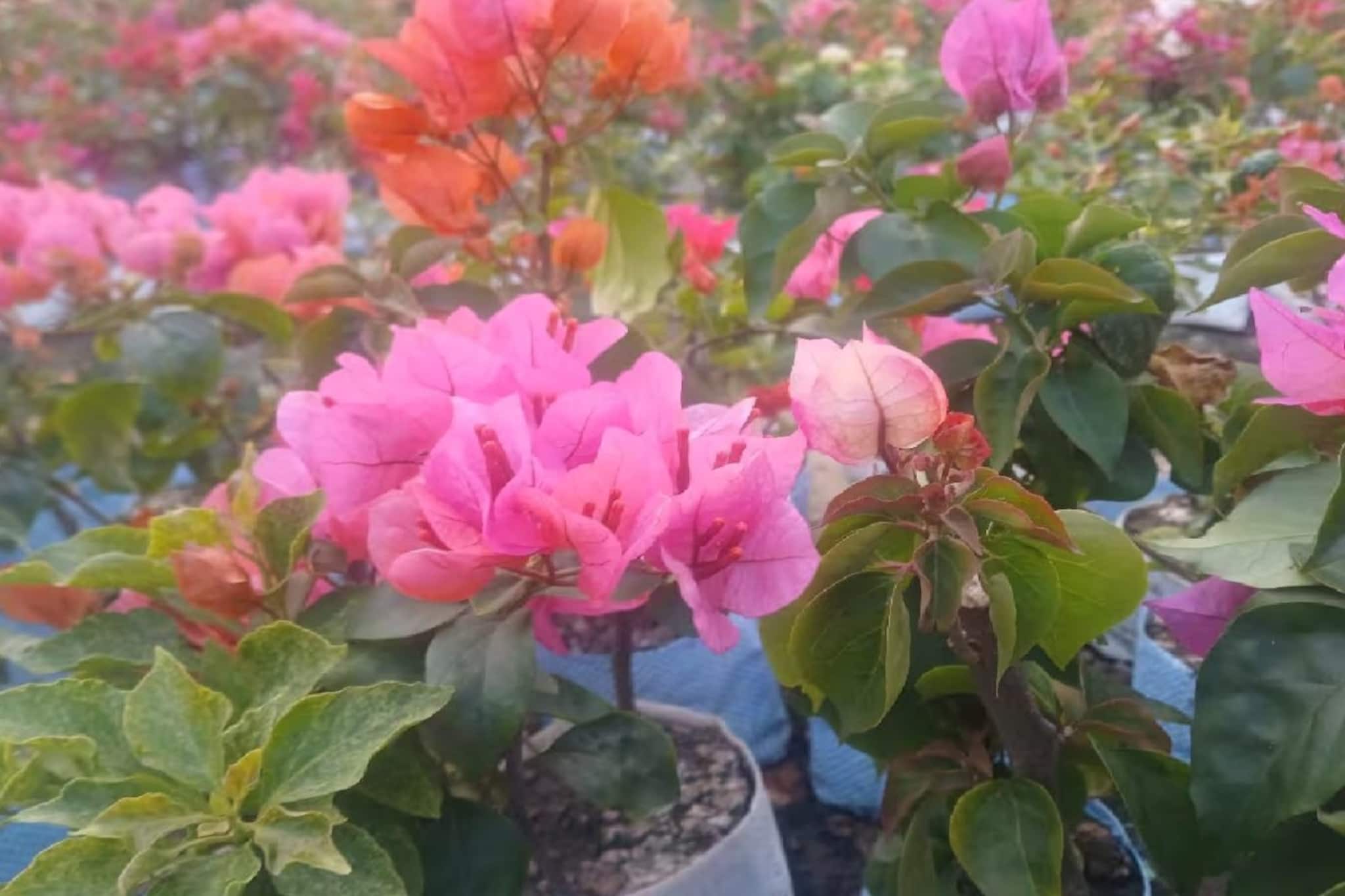 গরমের শুরু থেকে বাগান ভরবে ফুলে,'বাগান বিলাস' নার্সারিতে এখন হট কেক!পরিচর্যার পদ্ধতি জানুন