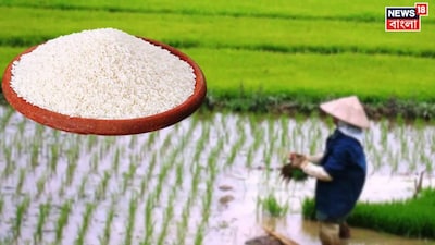 গোবিন্দভোগের আন্তর্জাতিক স্বীকৃতিতে খুশি বর্ধমানের চাষিরা