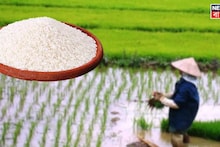 Govind Bhog Rice: রাজ্যের মুকুটে নয়া পালক! গোবিন্দভোগের আন্তর্জাতিক স্বীকৃতিতে খুশি বর্ধমানের চাষিরা, গলায় আক্ষেপের সুর কেন?