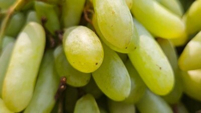 আঙুর ধোয়ার পদ্ধতি 