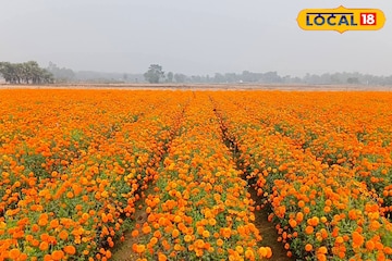 একরের পর একর জমি জুড়ে রঙের বাহার! ঝাড়গ্রামের পর্যটনে নতুন আকর্ষণ 'ফুলের রাজ্য' একরের পর একর জমি জুড়ে রঙের বাহার! ঝাড়গ্রামের পর্যটনে নতুন আকর্ষণ 'ফুলের রাজ্য'