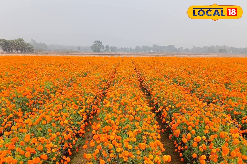 পূর্ব মেদিনীপুরের ক্ষীরাই বা নদিয়ার ফুলের মাঠের কথা অনেকেই জানেন। কিন্তু সেই চেনা গন্তব্য ছাড়িয়ে এবার নতুন করে পর্যটকদের নজর কাড়ছে জঙ্গলমহল ঝাড়গ্রামের সাঁকরাইল ব্লকের সিঁদুরগৌরা এলাকা। শীতের মরশুমে রুক্ষ, মোরাম মাটির বুক চিরে এখানে ফুটে উঠেছে অসংখ্য গাঁদা ফুল। যতদূর চোখ যায়, শুধু হলুদ-কমলার সমারোহ— প্রকৃতির এক অনন্য রূপ। (ছবি ও তথ্যঃ রঞ্জন চন্দ) পূর্ব মেদিনীপুরের ক্ষীরাই বা নদিয়ার ফুলের মাঠের কথা অনেকেই জানেন। কিন্তু সেই চেনা গন্তব্য ছাড়িয়ে এবার নতুন করে পর্যটকদের নজর কাড়ছে জঙ্গলমহল ঝাড়গ্রামের সাঁকরাইল ব্লকের সিঁদুরগৌরা এলাকা। শীতের মরশুমে রুক্ষ, মোরাম মাটির বুক চিরে এখানে ফুটে উঠেছে অসংখ্য গাঁদা ফুল। যতদূর চোখ যায়, শুধু হলুদ-কমলার সমারোহ— প্রকৃতির এক অনন্য রূপ। (ছবি ও তথ্যঃ রঞ্জন চন্দ)