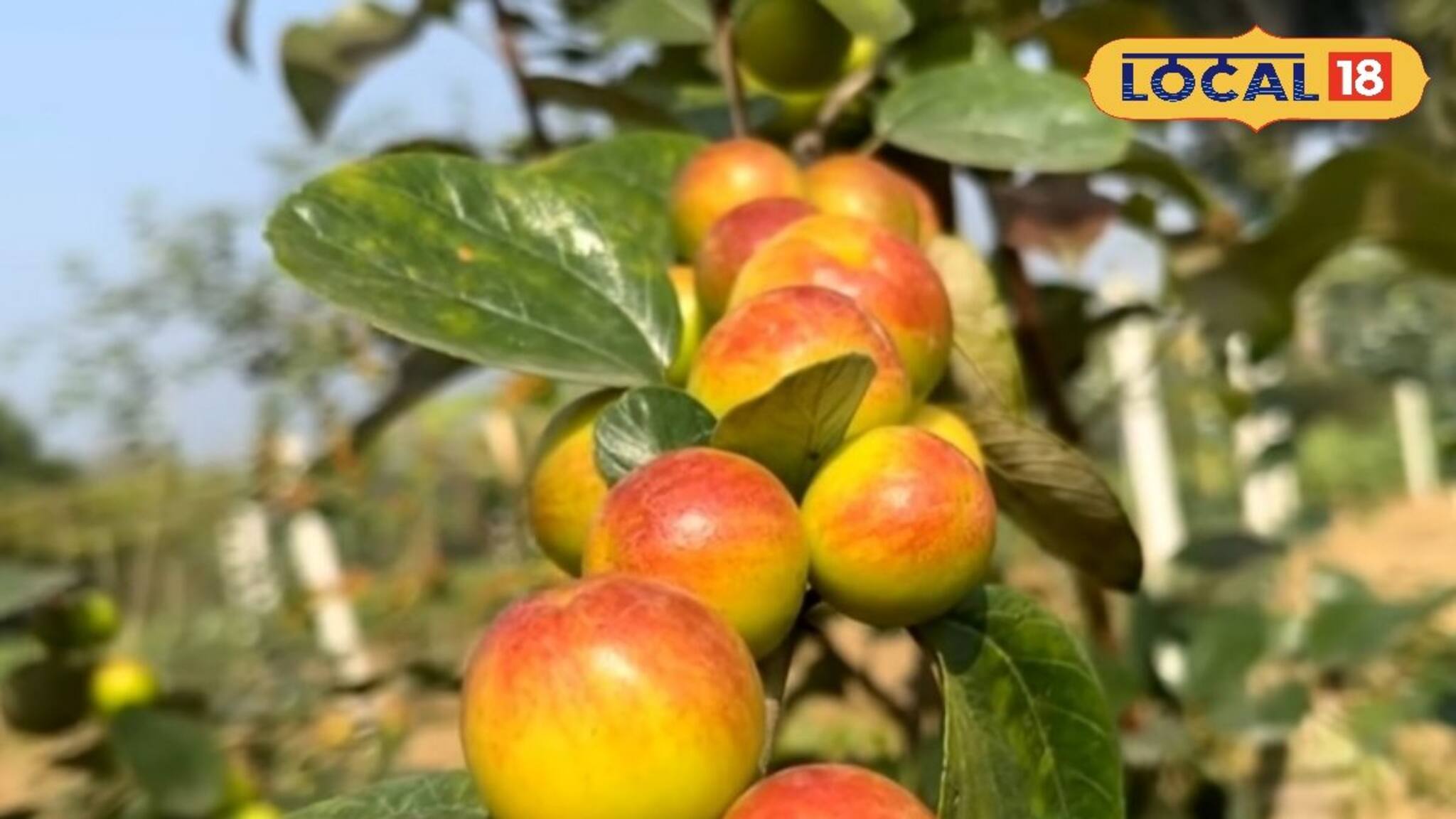 ঋতু পরিবর্তনের সর্দি-কাশি থেকে মুক্তি পেতে চান? সহজ সমাধান লুকিয়ে আছে এই ছোট্ট ফলে!