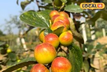 Kul Health Benefits: ঋতু পরিবর্তনের সর্দি-কাশি? হজম থেকে ত্বকের উজ্জ্বলতা—সব সমস্যার সহজ সমাধান লুকিয়ে আছে এই ছোট্ট ফলে! অবহেলা না করে আজই কিনুন