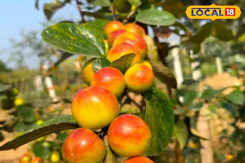 শীত শেষের পথে, এসময় বাজারে দেখা মেলে টক-মিষ্টি কুলের। সবুজ-হলুদ রঙের এই ছোট ফলটি এই ঋতুতেই সবচেয়ে বেশি ও টাটকা পাওয়া যায়। গ্রামগঞ্জ থেকে শহরের বাজার—সব জায়গাতেই কুলের চাহিদা চোখে পড়ার মতো, আর স্বল্পমূল্যে সহজেই মিলছে এই মৌসুমি ফল।