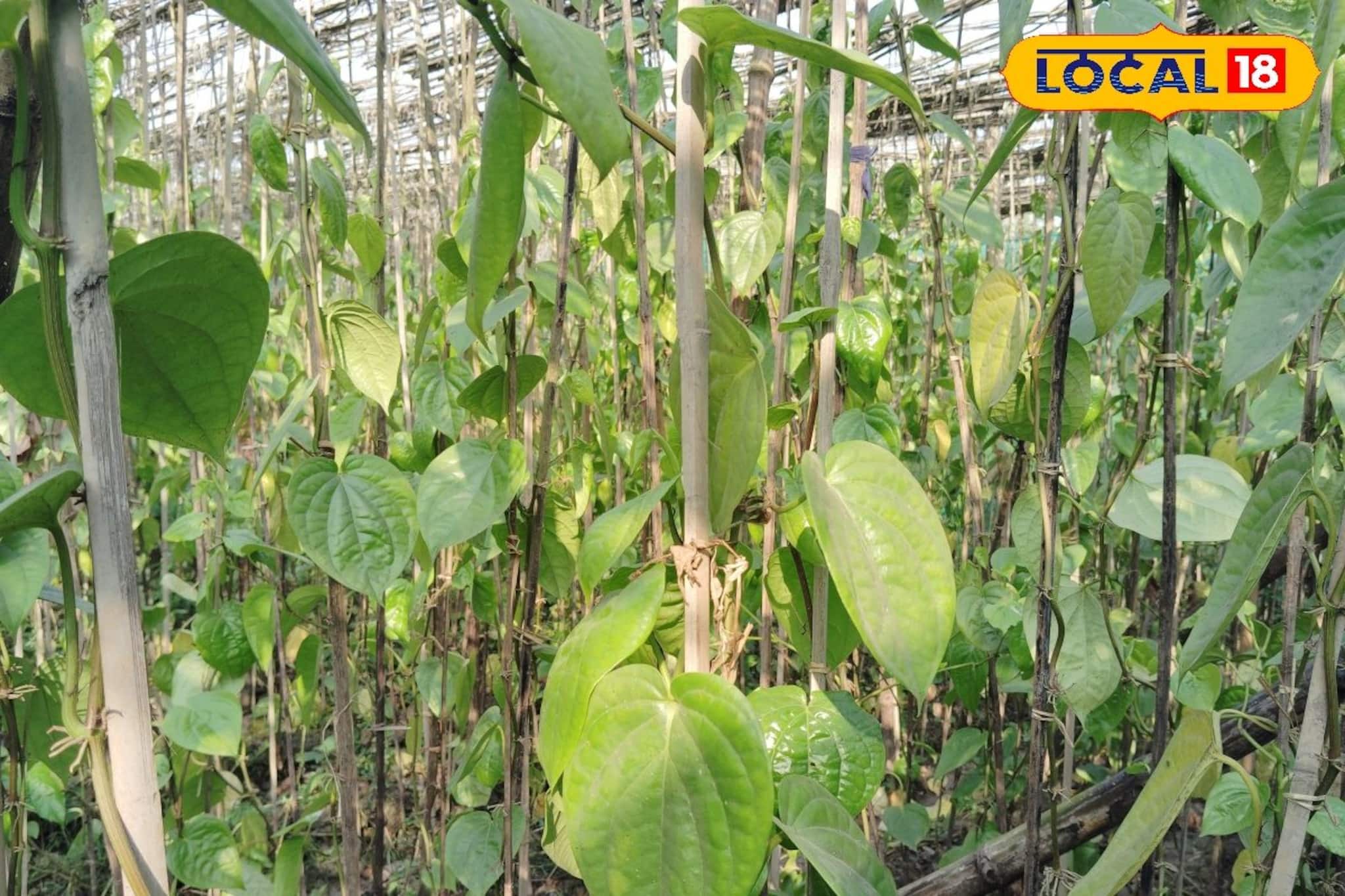 ৬০০ টাকাতেই কেল্লাফতে! পাটকাঠি-শেড নেটে সাফল্যের নতুন গল্প পানচাষে